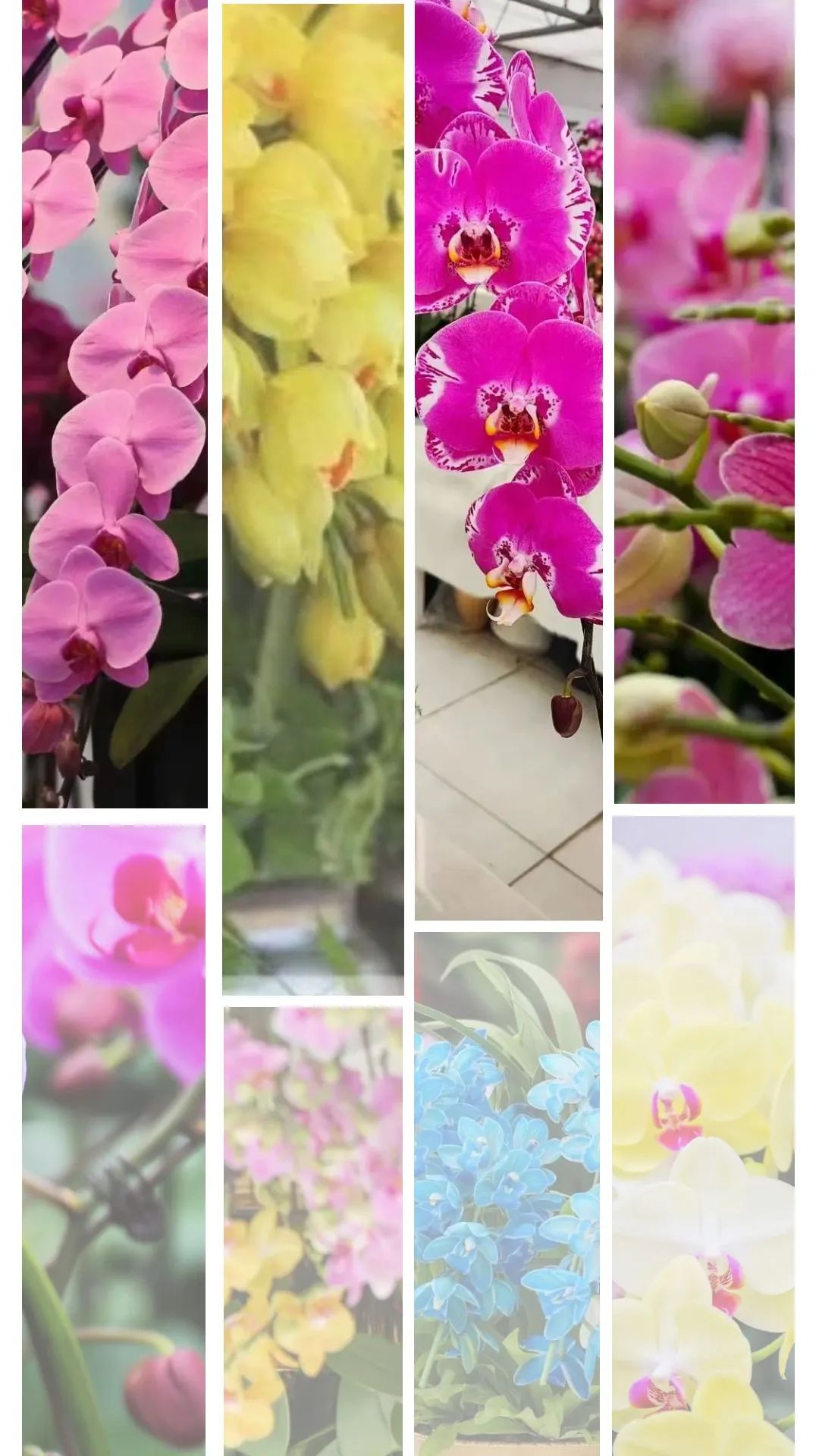 求植物精灵安卓版植物精灵完整版在线玩-第1张图片-太平洋在线下载
