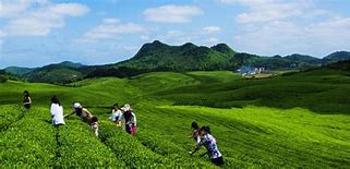 铜仁绿色出行安卓版飞机属于绿色出行方式吗