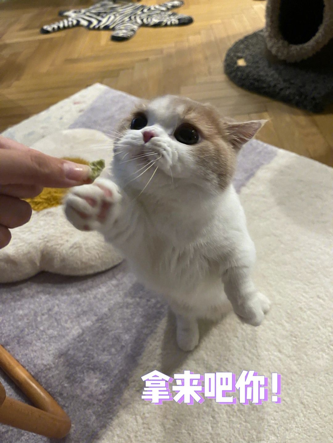 拿来吧你苹果版imtoken苹果版-第1张图片-太平洋在线下载
